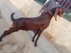 2 danat fresh kahssi