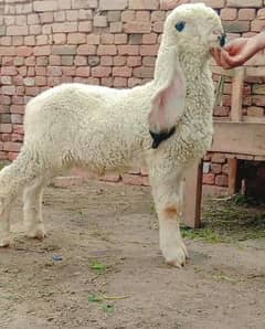 Kajla pure