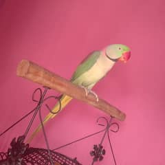 raw parrot proper hand tame