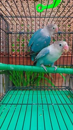 Love birds Rosicolli/ Blue fisheri split ino