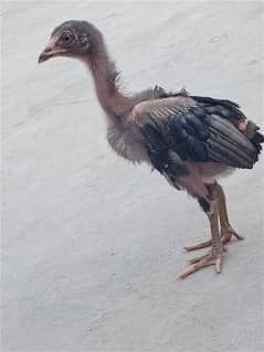 Aseel Chicks