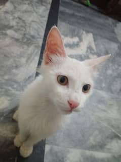 persian