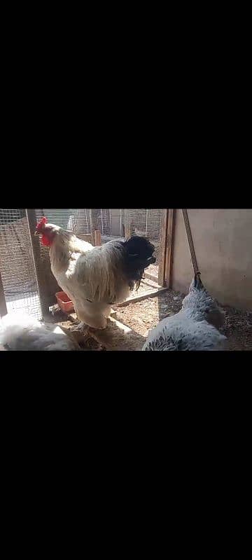 Colombian bharama chicks 1