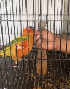 RINGNECK PAIR SUNCONURE PAIR