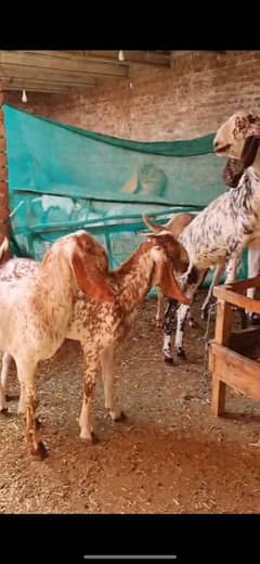 Bakray goat for qurbani bakra