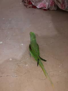 Pahari parrot hand tame