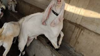 Gulabi Big Bakra