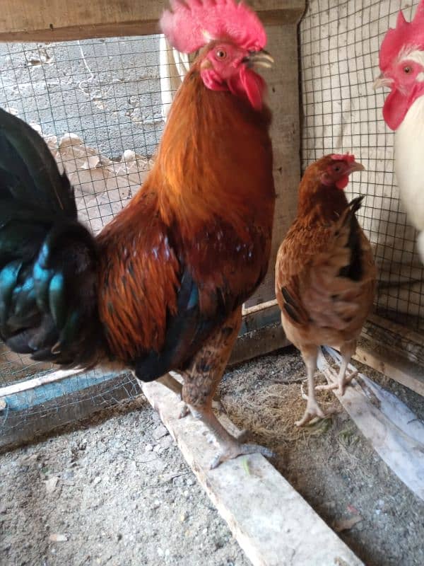 golden misri beader male 0