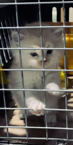 Baby cat