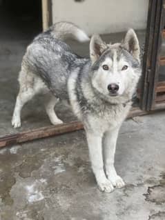 haski dog