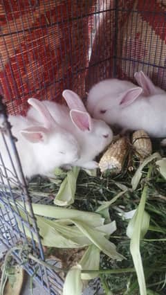 Rabbits Babys rabbit