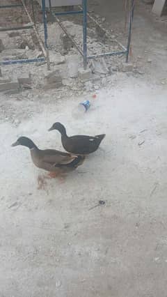 duck pair