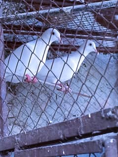White dove