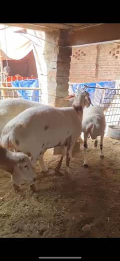 Turkey dumbay for qurbani sheep dumba