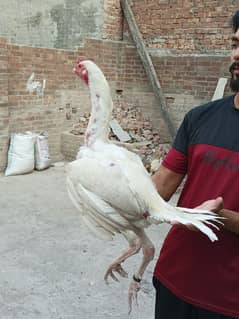 Aseel Heera pair | Hera | pure heera Aseel | Heera Murga | Hen | Heera