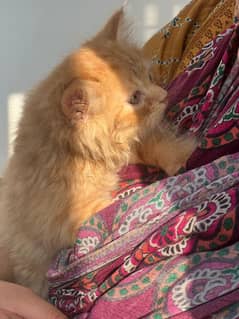 Persian kitten