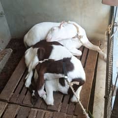 Pure Ghulabi Tedda & Bissar Tapra