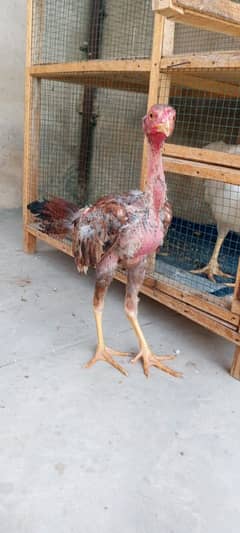Top Class Aseel Java's Chick's For Sale