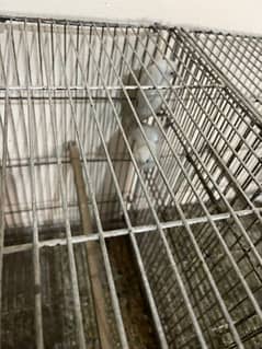 breader pair white love bird healing and active plus baby