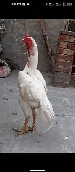 White sahmo Patha For sale only on  contact 03201451047 whatsapp