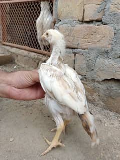 Aseel chicks