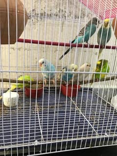 Australian parrots with cage