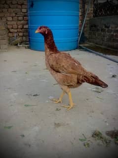 Aseel Murgi for sale