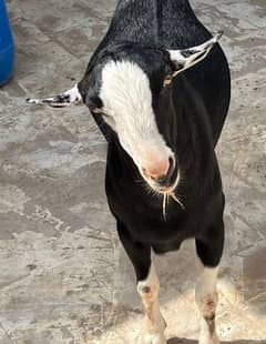 Tida Bakra Ghar ka Pala huwa.