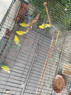 exhibition breader pair for sale 3 pairs