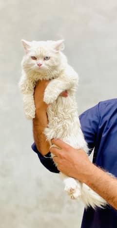 White Colour Punch Face Persian cat