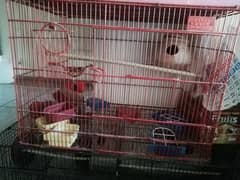 Birds Cage
