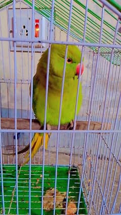 talking parrot