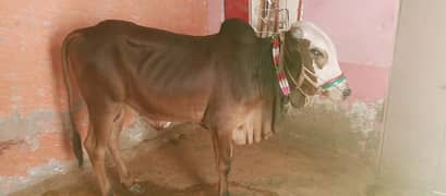 bachra