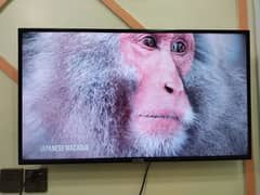 TCL