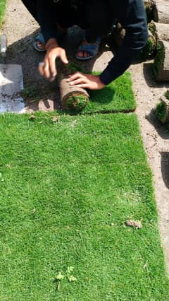 Natural Grass| Grass Korean Grass | Fine Grass | Fresh grass