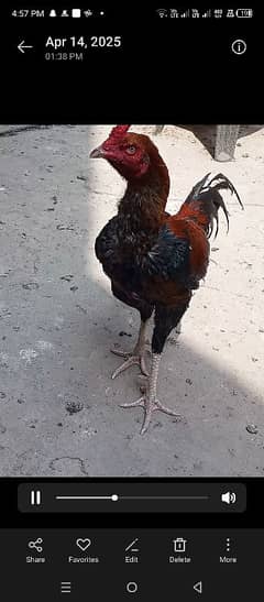 ik patha ik murga Ik murgi