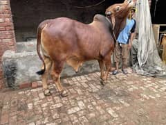 Sahiwal