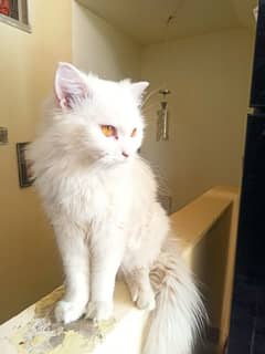 Persian cats for sale