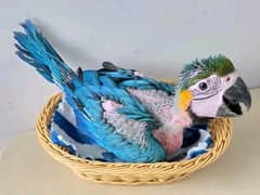 blue macaw parrot cheeks for sale 03=27=42=29=165