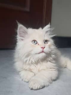Persian kitten for sale