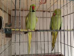 cage for sale with stand and box