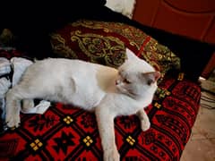 Beautiful cat