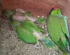 2 Green Ringneck Chicks Home breed