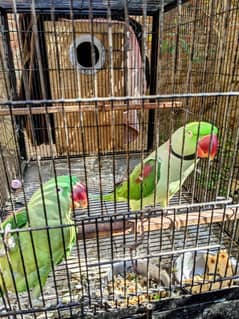 parrot pair for sale