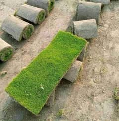 AMERICAN GRASS | NATURAL GRASS CARPET| AMERICAN GRASS NATURAL GRASS