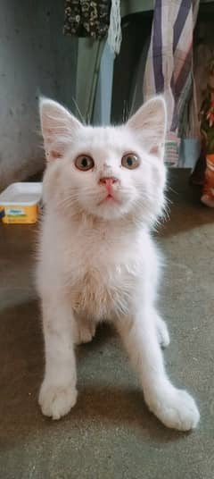 Persian Male and Female Kitten