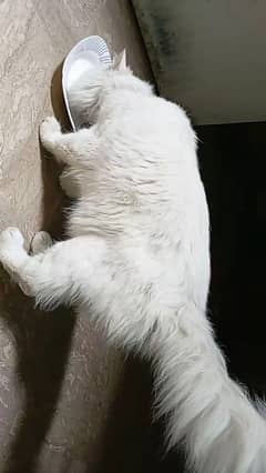 white male cat