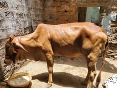 Qurabni cow for sale