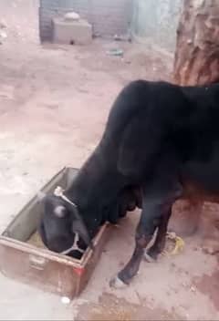 cow 2 dant acha kad