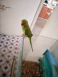 Talking Ringneck male